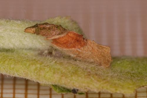 Coleophora sp.